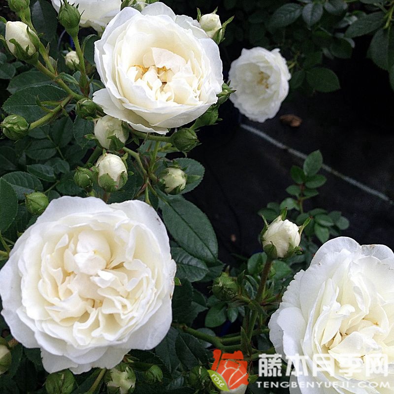 白色婴儿White Babyflor 白色婴儿White Babyflor