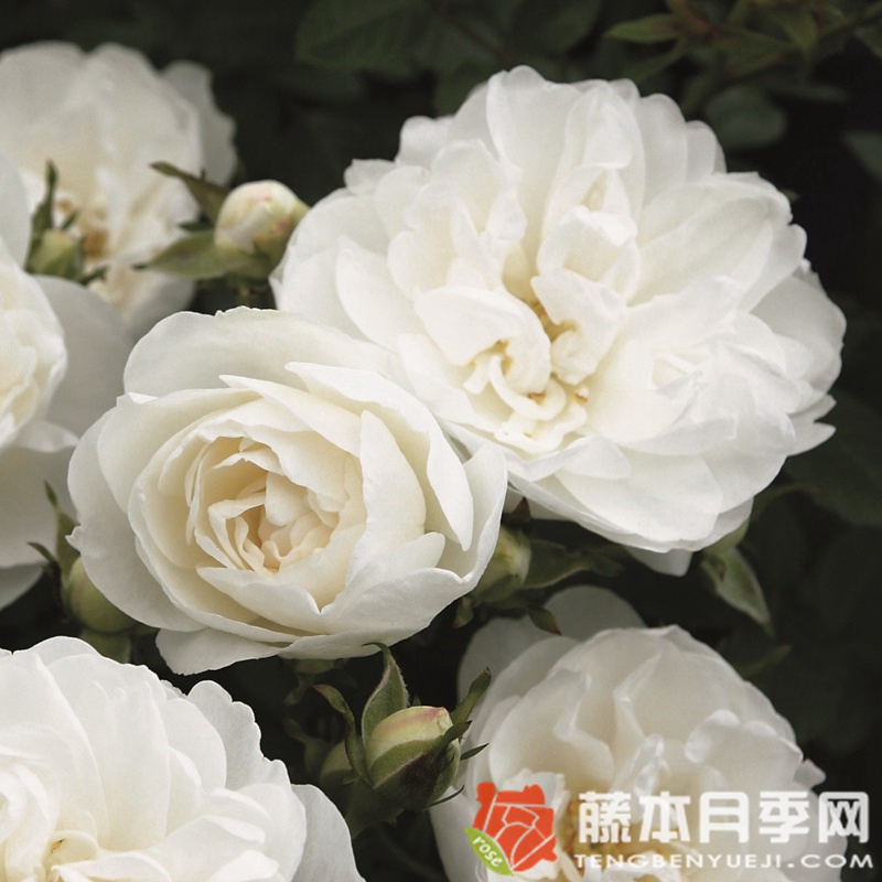 白色婴儿White Babyflor 白色婴儿White Babyflor