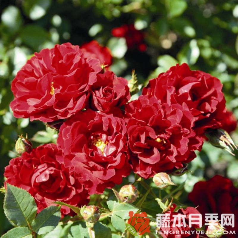 矮人国王Dwarf King 矮人国王Dwarf King