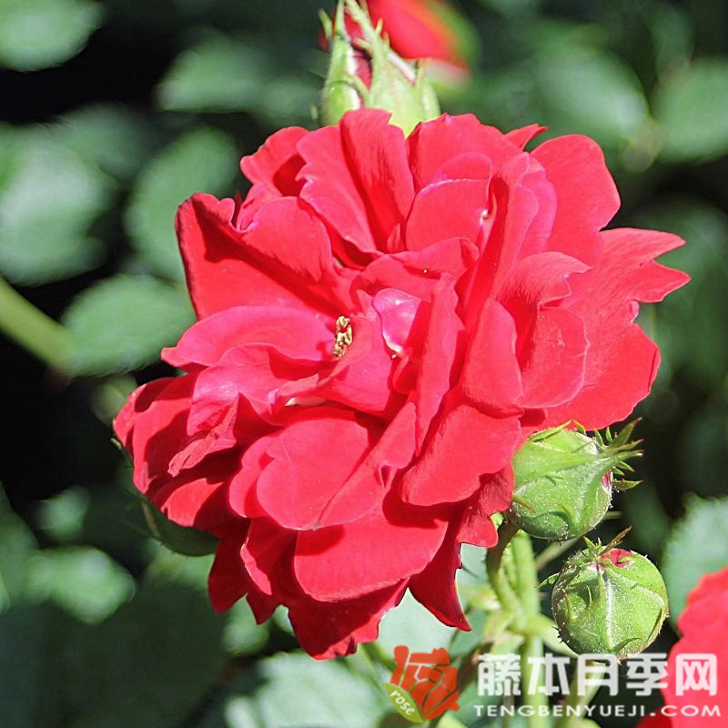 矮人国王Dwarf King 矮人国王Dwarf King