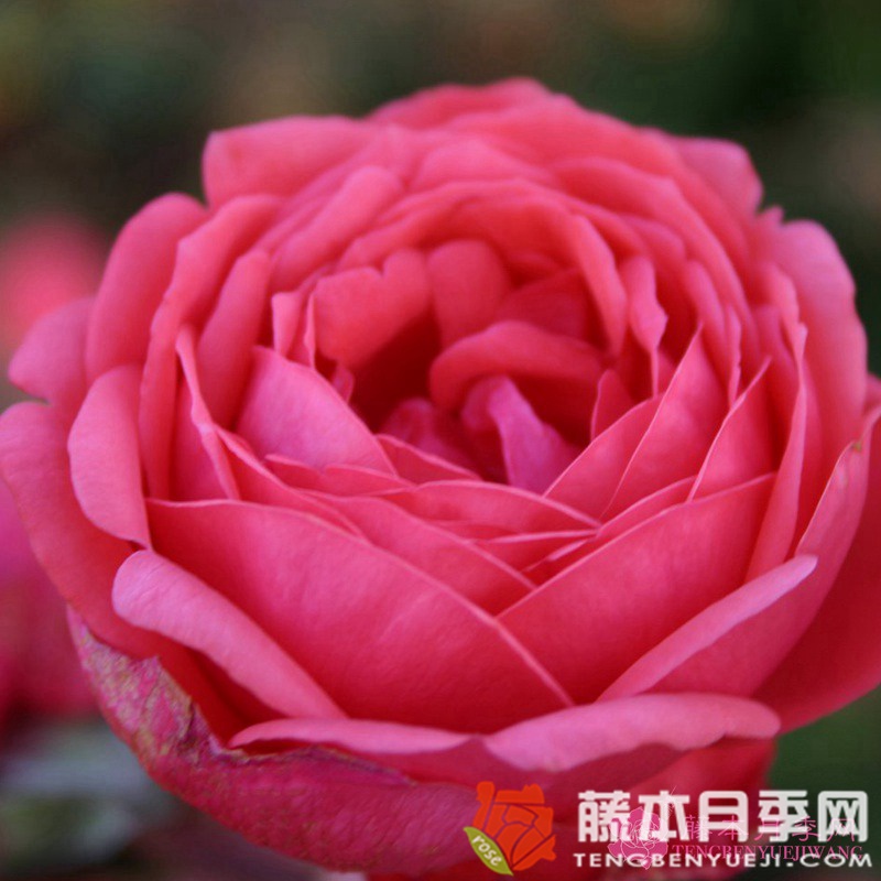 花园公主月季优缺点 花园公主月季优缺点