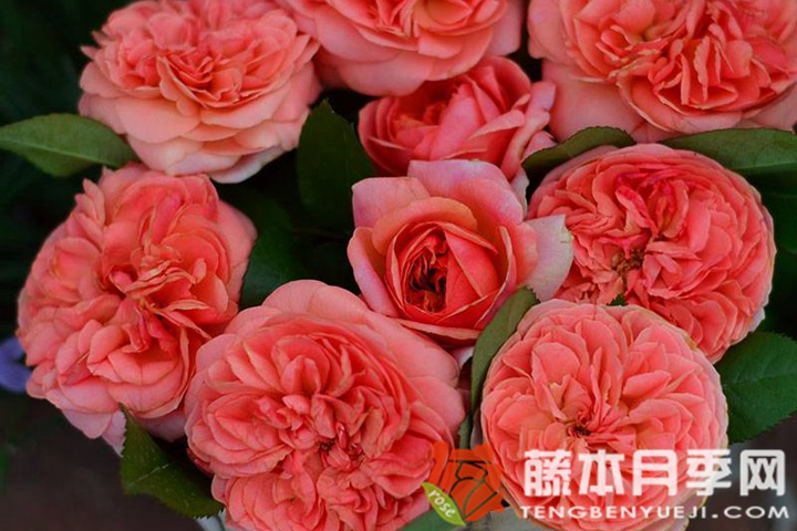 音乐厅月季优缺点 音乐厅月季优缺点
