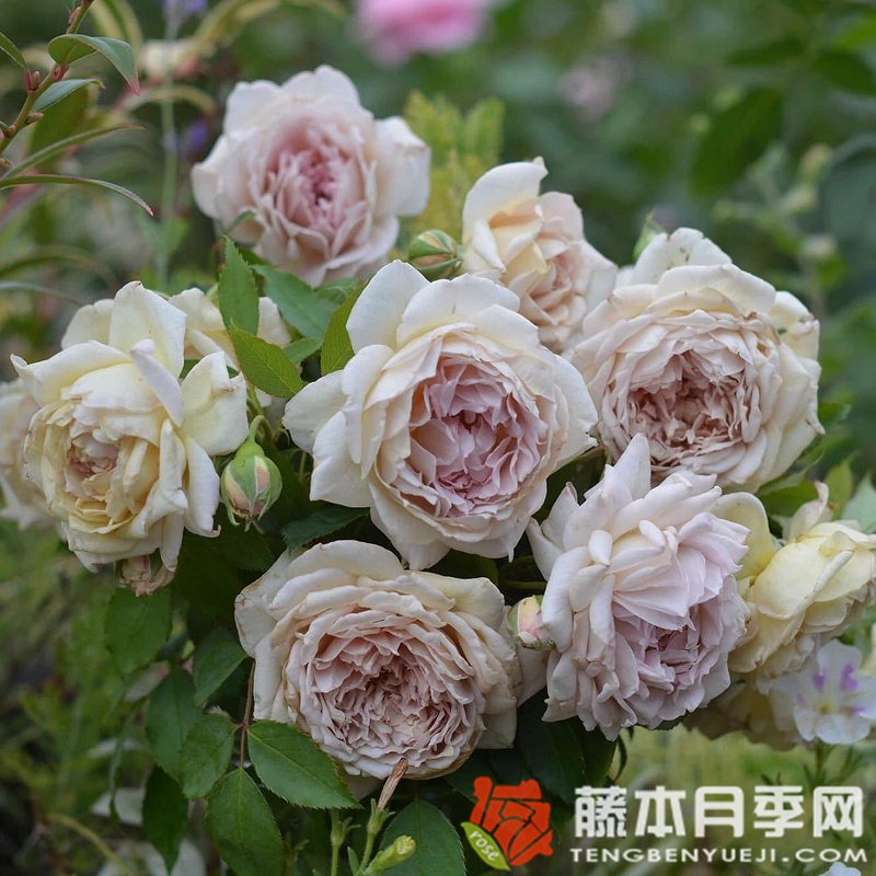 金色礼服月季/长袍娃娃月季优缺点 金色礼服月季/长袍娃娃月季优缺点