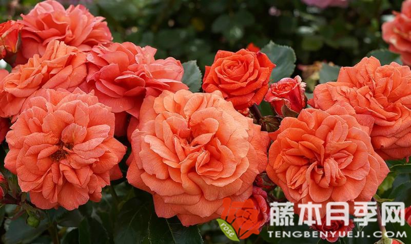 橘园月季优缺点 橘园月季优缺点