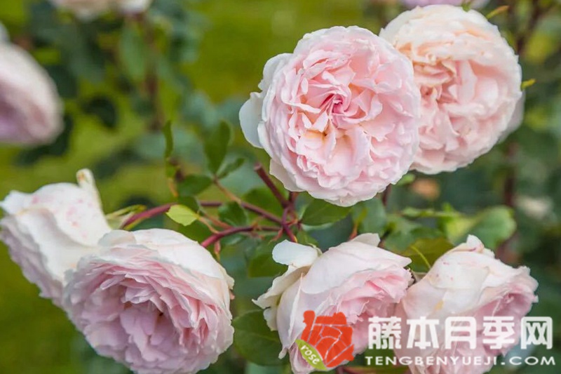 童话魔法月季优缺点 童话魔法月季优缺点