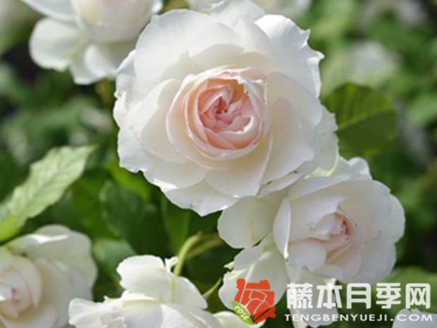 黎明月季优缺点 黎明月季优缺点