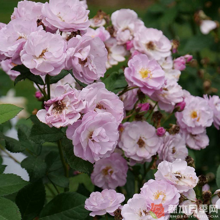 丁香花束月季优缺点 丁香花束月季优缺点