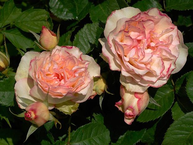 香吻月季优缺点 香吻月季优缺点