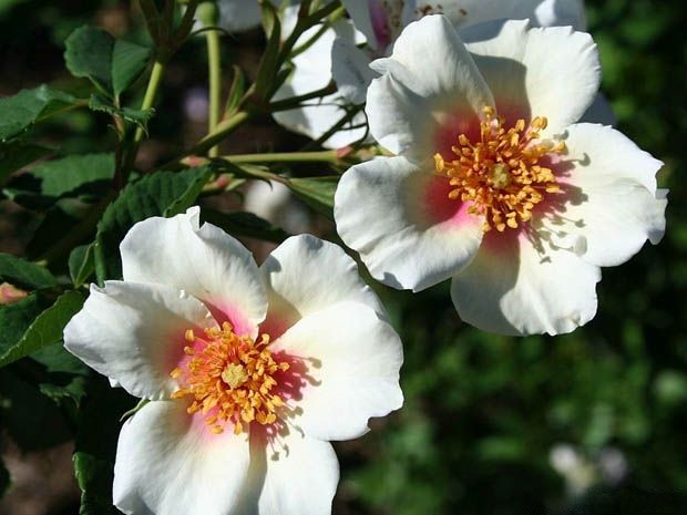 夏日之星月季优缺点 夏日之星月季优缺点