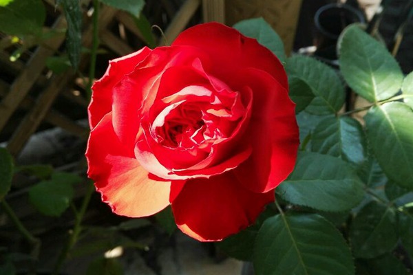 茶花女月季优缺点 茶花女月季优缺点