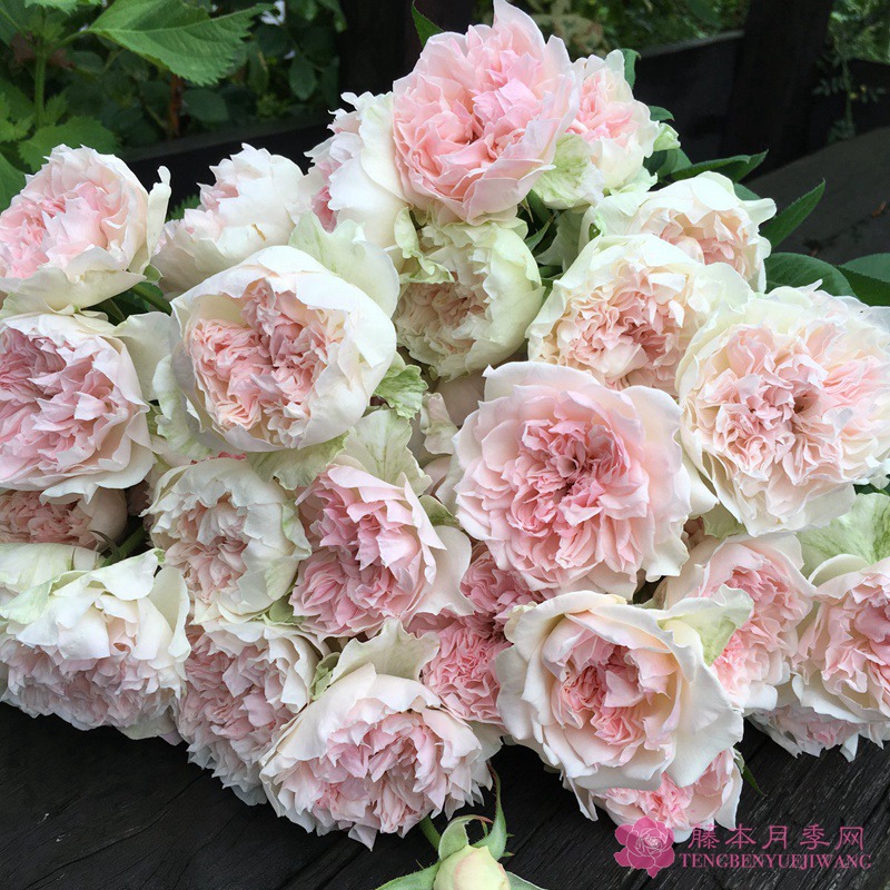 钩针编织月季优缺点 钩针编织月季优缺点