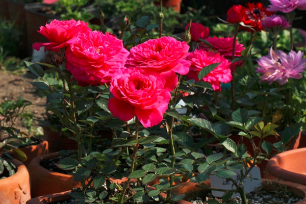 榴花秋舞月季优缺点 榴花秋舞月季优缺点