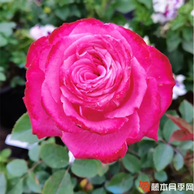 桃灼蓝天月季 桃灼蓝天