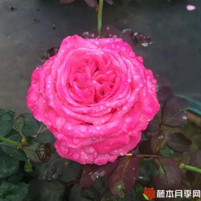 桃灼蓝天月季 桃灼蓝天