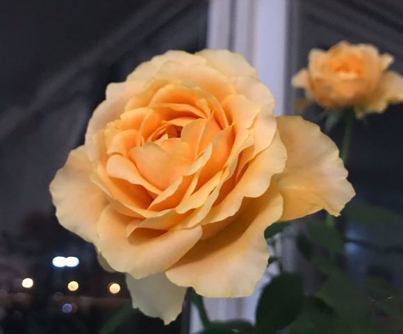 凯拉露娜月季/卡拉露娜月季优缺点 凯拉露娜月季/卡拉露娜月季优缺点