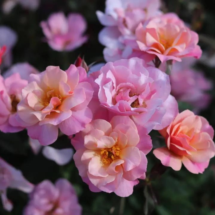 春朝月季优缺点 春朝月季优缺点