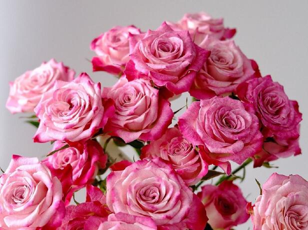 花花公子月季优缺点 花花公子月季优缺点