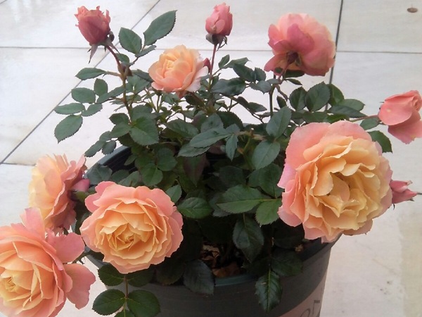 假日阳台月季优缺点 假日阳台月季优缺点
