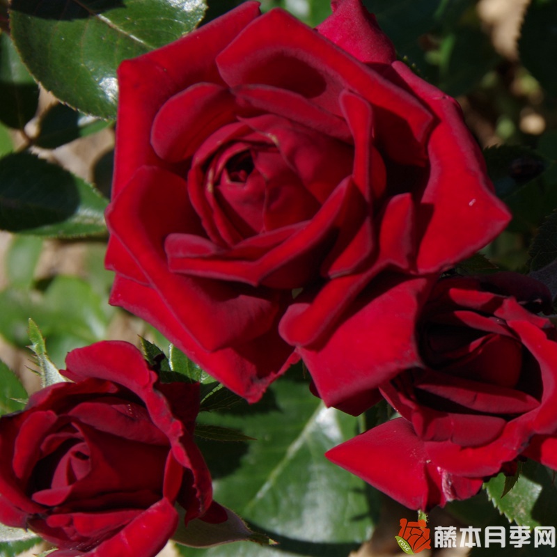玫昂爸爸 玫昂爸爸Papa Meilland