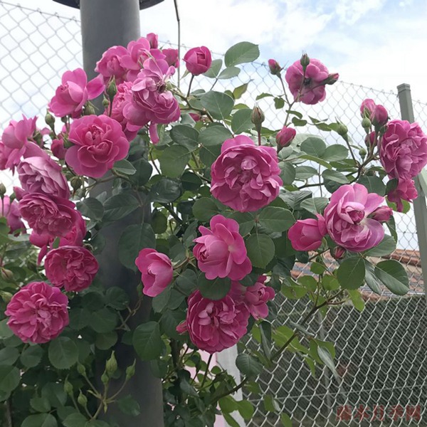 快板月季优缺点 快板月季优缺点