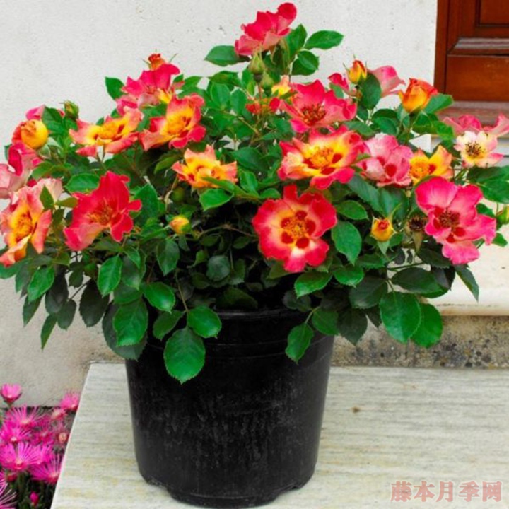 阳光巴比伦眼睛月季优缺点 阳光巴比伦眼睛月季优缺点