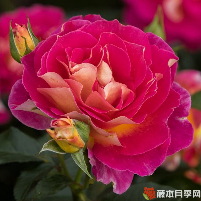 马来西亚月季 马来西亚月季