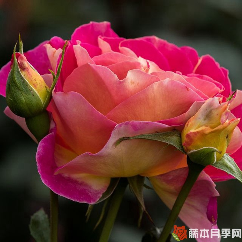 马来西亚月季 马来西亚月季