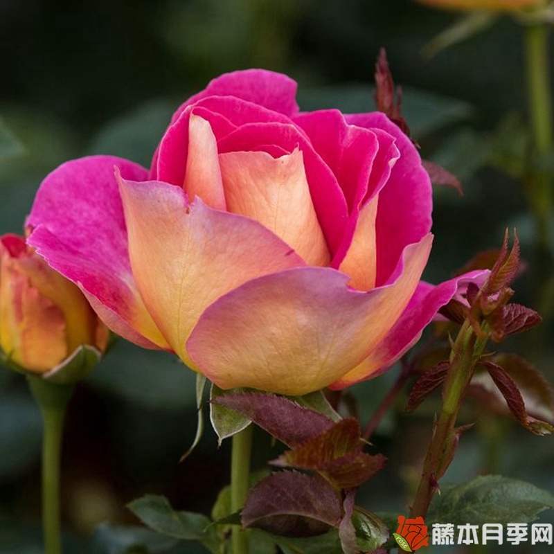 马来西亚月季 马来西亚月季