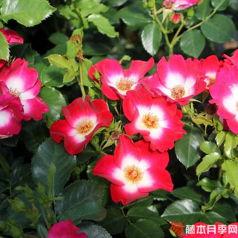 洛基Loki月季 洛基Loki月季