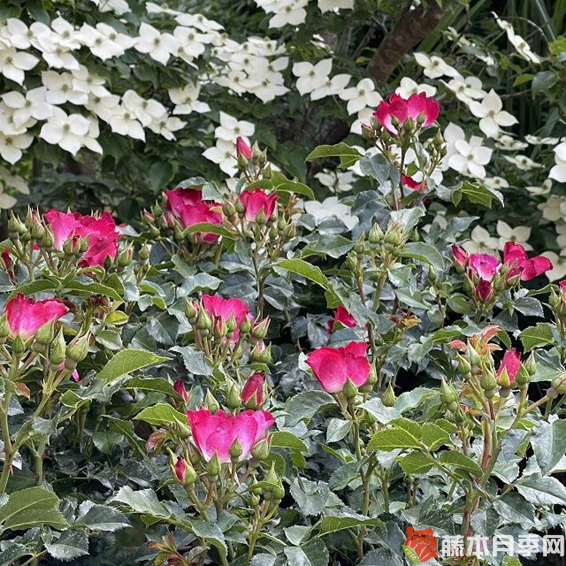 洛基Loki月季 洛基Loki月季
