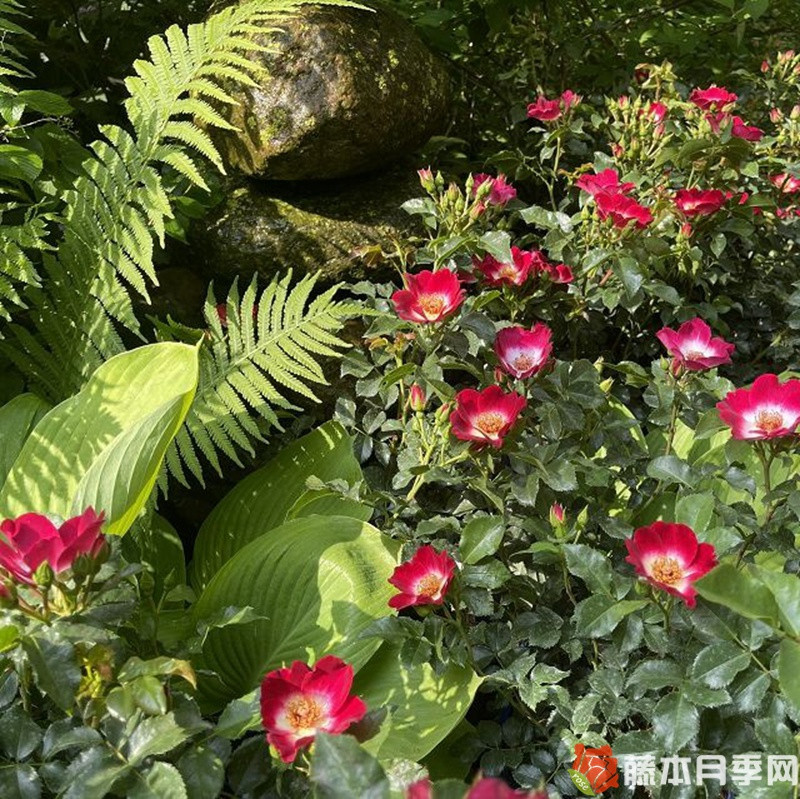 洛基Loki月季 洛基Loki月季