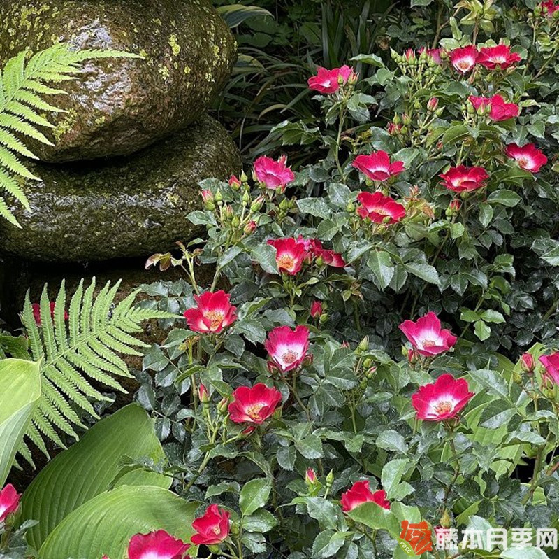 洛基Loki月季 洛基Loki月季