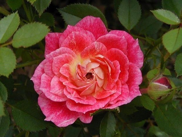水花飞溅月季(美国)优缺点 水花飞溅月季(美国)优缺点