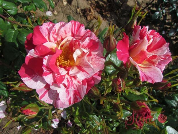 水花飞溅月季(英国)优缺点 水花飞溅月季(英国)优缺点