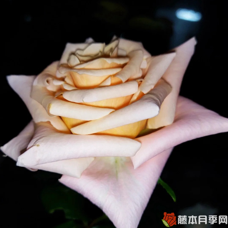 极昼 极昼