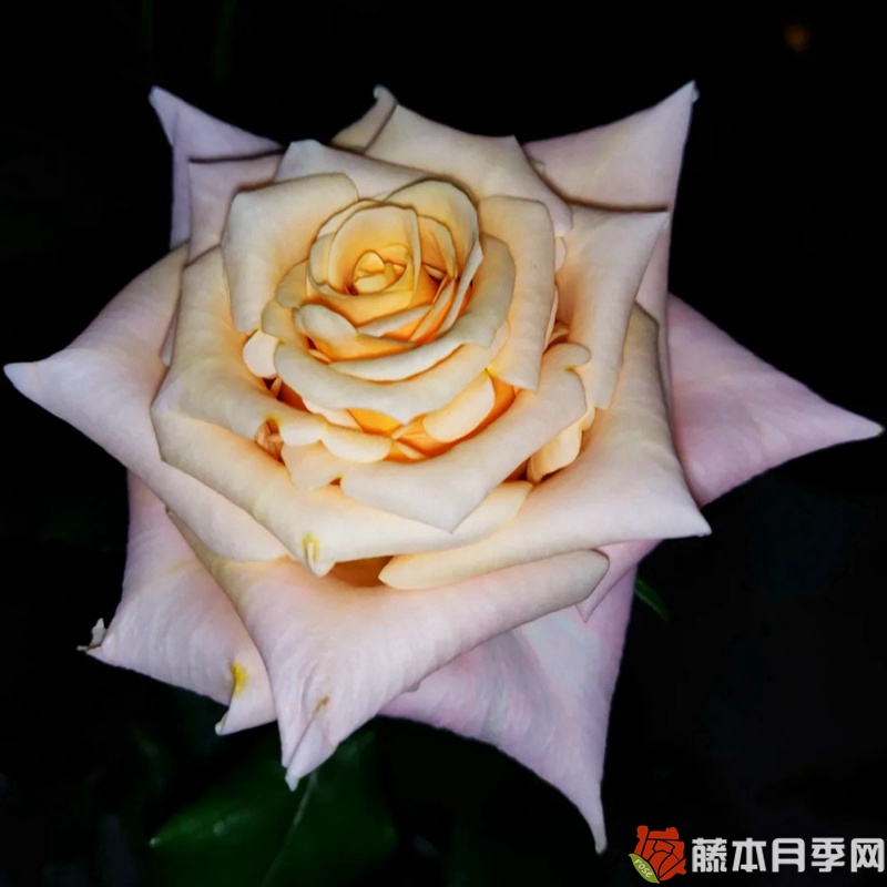 极昼 极昼