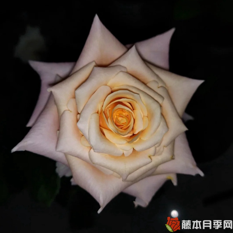 极昼 极昼