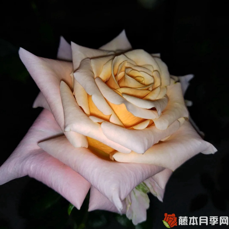 极昼 极昼