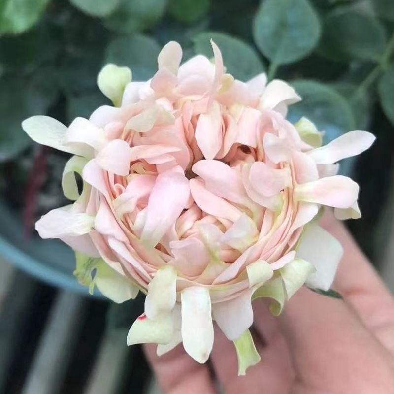 苏芬/海葵宝宝 苏芬/海葵宝宝