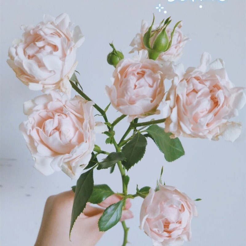 苏芬/海葵宝宝 苏芬/海葵宝宝