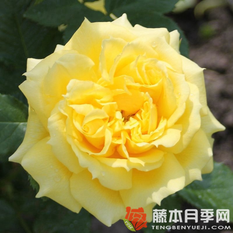 中国姑娘月季/中国女孩月季优缺点 中国姑娘月季/中国女孩月季优缺点