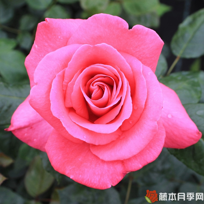淑女月季 淑女Lady Like