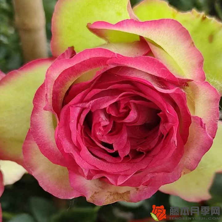 佛罗里达月季优缺点分析 佛罗里达月季优缺点分析