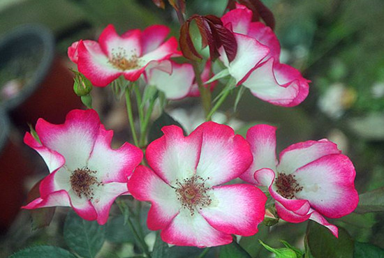 漂亮的吻月季优缺点分析 漂亮的吻月季优缺点分析