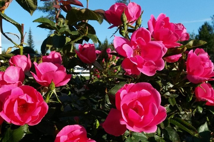 花园朋友月季优缺点分析 花园朋友月季优缺点分析