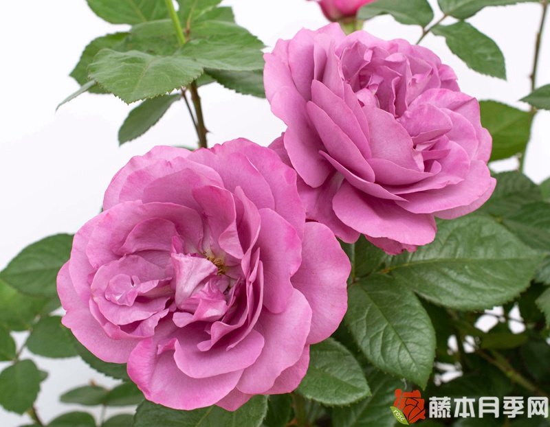 梅子色完美月季 梅子色完美月季