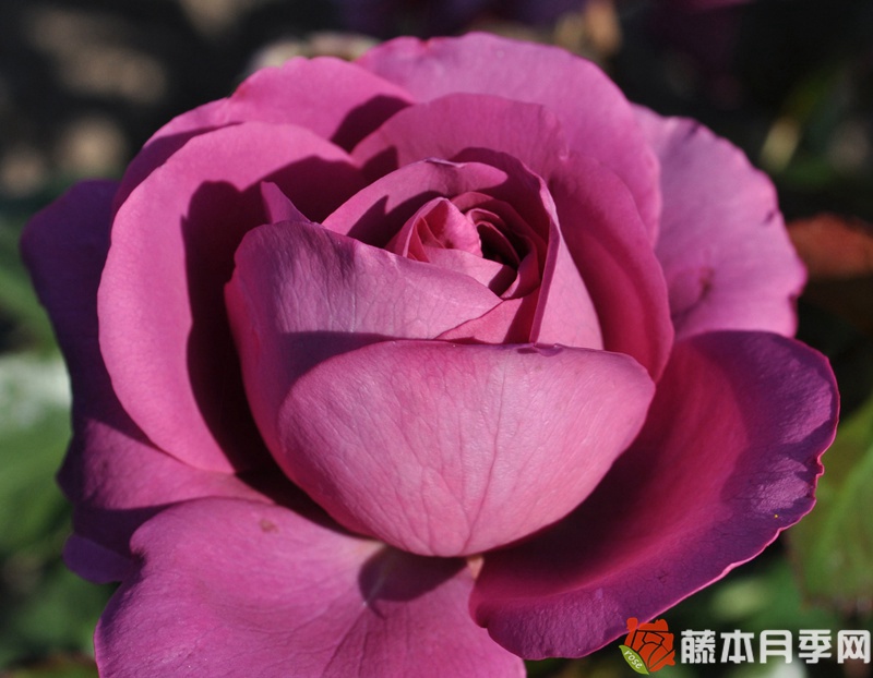 梅子色完美月季 梅子色完美月季