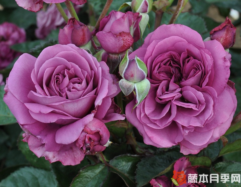 梅子色完美月季 梅子色完美月季