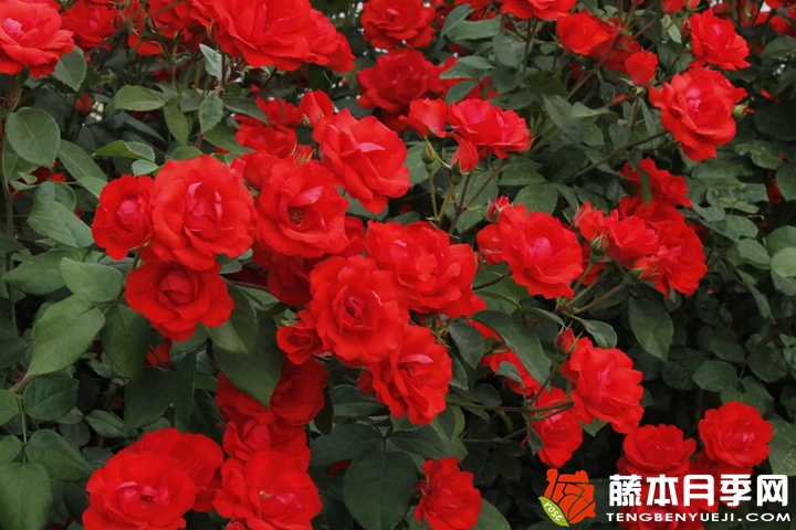 北京红月季优缺点分析 北京红月季优缺点分析