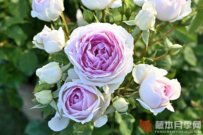 爱的颜色月季优缺点分析 爱的颜色月季优缺点分析